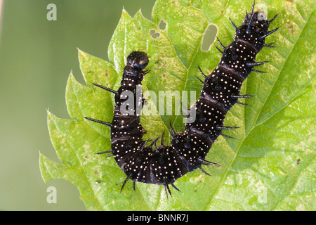 Farfalla pavone Inachis io caterpillar foglio nero foglia Foto Stock