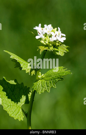 Hedge aglio Alliaria petiolata aglio mostarda Foto Stock