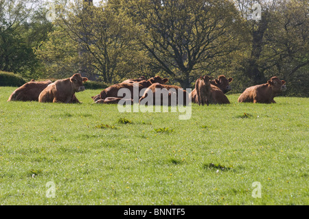 Red Galloway mucche al pascolo nelle vicinanze Caerlaverock Riserva Naturale, Dumfries & Galloway, Scozia Foto Stock