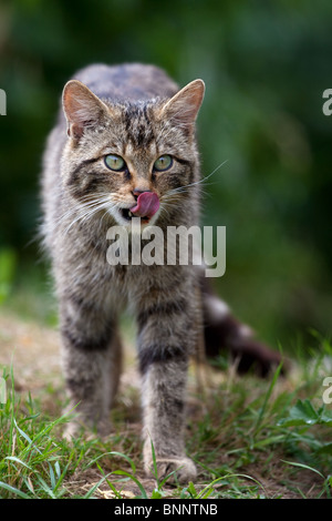 Scottish Wildcat Felis silvestris grampia, UK. (Prigioniero) Foto Stock