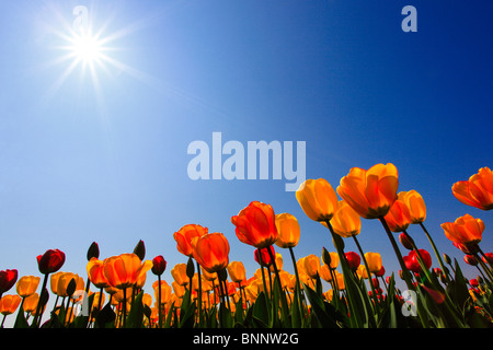 I fiori sbocciano i fiori fioriscono lo splendore dei fiori Flower magic Germania campo freschezza spring garden Giardino impianto luce posteriore sky island Foto Stock