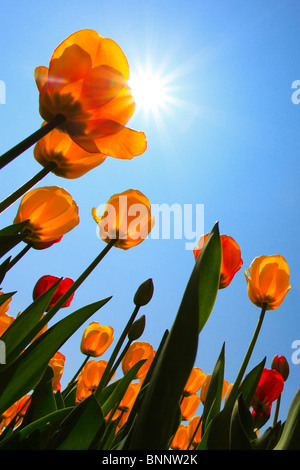 I fiori sbocciano i fiori fioriscono lo splendore dei fiori Flower magic Germania campo freschezza spring garden Giardino impianto luce posteriore sky island Foto Stock