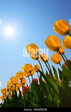 I fiori sbocciano i fiori fioriscono lo splendore dei fiori Flower magic Germania campo freschezza spring garden Giardino impianto luce posteriore sky island Foto Stock