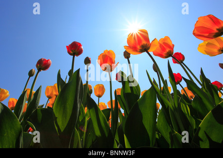 I fiori sbocciano i fiori fioriscono splendore di fiori di campo in Germania freschezza spring garden Giardino impianto luce posteriore sky isola Isola di Mainau Foto Stock