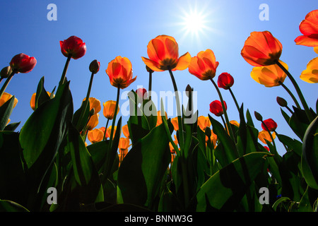 I fiori sbocciano i fiori fioriscono splendore di fiori di campo in Germania freschezza spring garden Giardino impianto luce posteriore sky isola Isola di Mainau Foto Stock