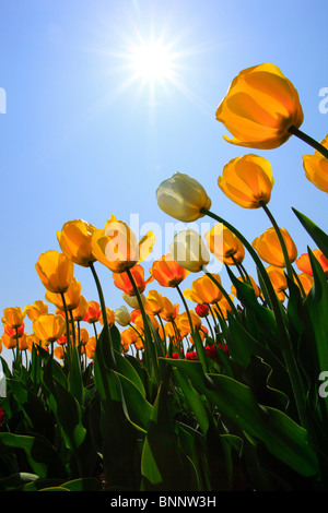 I fiori sbocciano i fiori fioriscono splendore di fiori di campo in Germania freschezza spring garden Giardino impianto luce posteriore sky isola Isola di Mainau Foto Stock