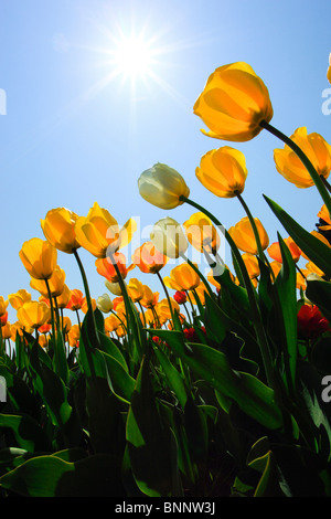 I fiori sbocciano i fiori fioriscono splendore di fiori di campo in Germania freschezza spring garden Giardino impianto luce posteriore sky isola Isola di Mainau Foto Stock