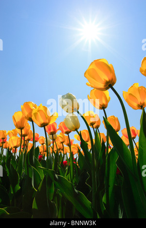 I fiori sbocciano i fiori fioriscono splendore di fiori di campo in Germania freschezza spring garden Giardino impianto luce posteriore sky isola Isola di Mainau Foto Stock