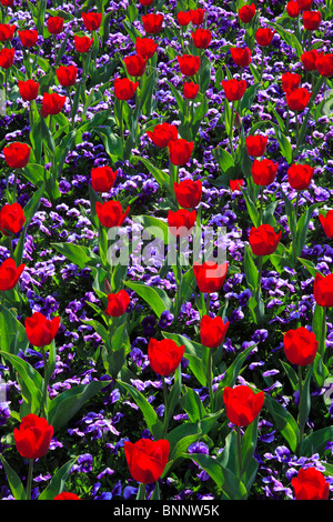 Fiori fiori sbocciano i fiori fioriscono lo splendore dei fiori Flower magic Germania campo freschezza spring garden pianta di giardino isola isola Foto Stock