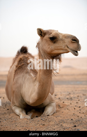 Arabian dromedario cammelli (camelus dromedarius) nella sabbia del deserto degli Emirati Arabi Uniti Foto Stock