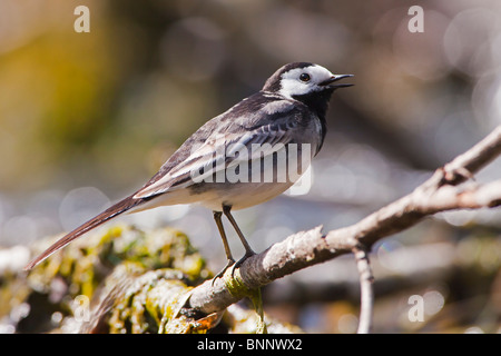 Pied wagtail cantare su di esso dello stream-ramificazione laterale persico. Foto Stock