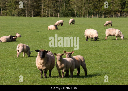 Gregge di razza rara le pecore e gli agnelli di pascolo a Dalton, Dumfries & Galloway, Scozia Foto Stock
