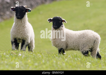 Due neri di fronte Swaledale agnelli, Yorkshire Dales, Inghilterra Foto Stock