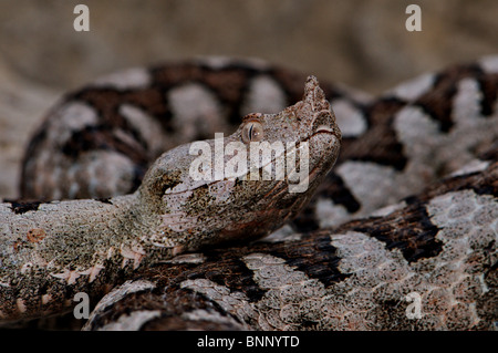 Viper Viper sommatore sommatori naso-vipera cornuta Vipera ammodytes serpenti serpente rettile rettili ritratto protetto in via di estinzione Foto Stock