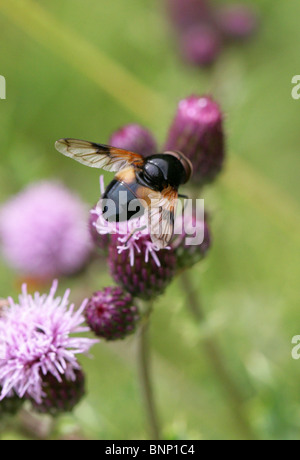 Hoverfly pellucida, Volucella pellucens, Syrphidae, Diptera, maschio, UK. Aka bianco pennacchio Belted Horn Hover-fly. Foto Stock