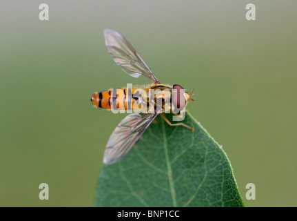 La marmellata di arance Hoverfly, Episyrphus balteatus, Syrphidae, Diptera Foto Stock