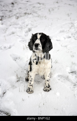 Bianco e Nero cocker spaniel seduta nella neve Foto Stock