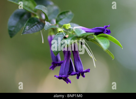 Rhaphithamnus venustus, Verbenaceae, Isole Juan Fernández, Cile, America del Sud. Specie minacciate, endemica di queste isole. Foto Stock