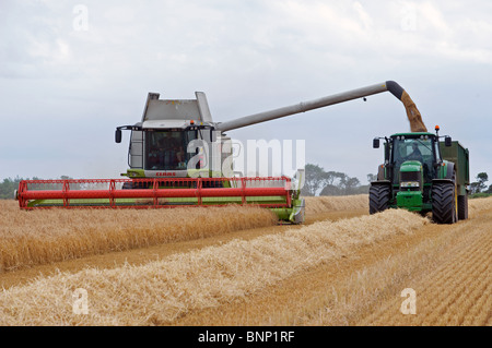 Raccolto di frumento, Bawdsey, Suffolk, Inghilterra. Foto Stock