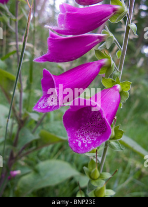 Close up di un selvaggio viola Foxglove flower Foto Stock