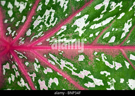 Tropicali colorati caladium sfondo foglia Foto Stock