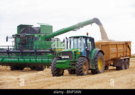 Raccolto di grano, Bawdsey, Suffolk, Inghilterra. Foto Stock