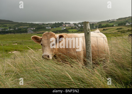 Mucca dietro il recinto sul green farm Foto Stock