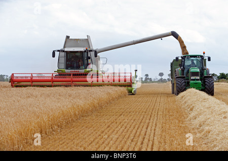 Raccolto di frumento, Bawdsey, Suffolk, Inghilterra. Foto Stock