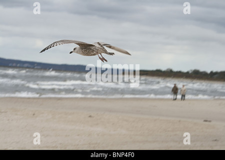 Flying seagull su una spiaggia, Swinoujscie, Polonia Foto Stock