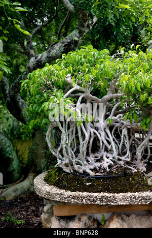 Albero di Bonsai con radici presso il Museo Morikami e giardini giapponesi è un centro di arti giapponesi in Palm Beach County Florica. Foto Stock