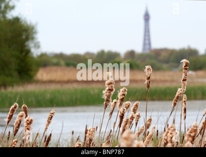 Sedge Trillo a Marton mera riserva naturale con la Blackpool Tower in background Foto Stock