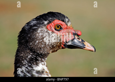 Ritratto di un addomesticati anatra muta (Cairina moschata) Foto Stock