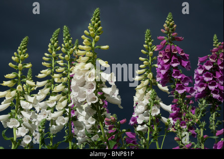 Digitalis 'Dalmatian white' e 'Dalmatian viola' Foxglove fiori scuri contro il cielo tempestoso Foto Stock