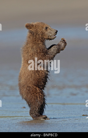 Brown Bear Cub in piedi su di esso schiena gambe su di una spiaggia in Alaska Foto Stock