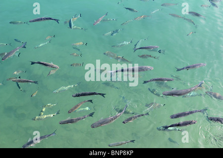 Pesci triglia scuola nel porto mediterraneo saltwater Foto Stock