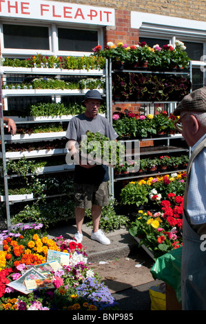 Il venditore che mostra la sua mercanzia, Columbia Road Flower Market, LONDRA, E2, England, Regno Unito Foto Stock