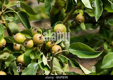 Addestrati a spalliera pera, Pyrus communis 'Chalk' nella frutta in luglio Foto Stock