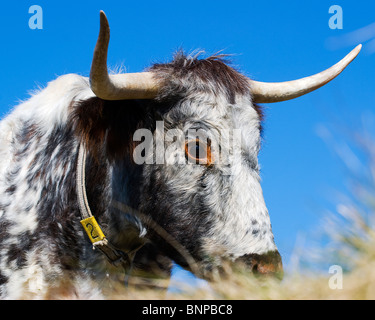 Ritratto di un tagged long horn mucca contro un bel cielo azzurro Foto Stock