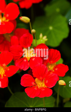 Red Nasturtium majus 'Whirlybird' in fiore Foto Stock