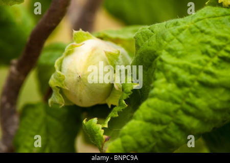 Il dado che cresce su un cavatappi o contorte Hazel, Corylus avellana "Contorta' (Harry Lauder's walkingstick) Foto Stock