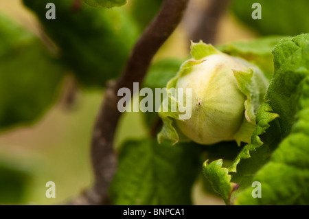 Il dado che cresce su un cavatappi o contorte Hazel, Corylus avellana "Contorta' (Harry Lauder's walkingstick) Foto Stock