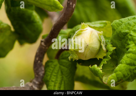 Il dado che cresce su un cavatappi o contorte Hazel, Corylus avellana "Contorta' (Harry Lauder's walkingstick) Foto Stock