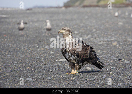 I capretti aquila calva su una spiaggia di ciottoli Foto Stock