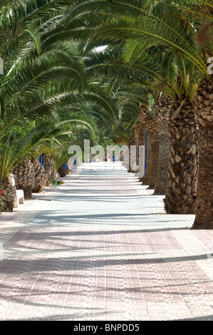 Fiancheggiata da palme paseo marciapiede in Puerto de Mazarron MURCIA Costa Calida Spagna Europa Foto Stock