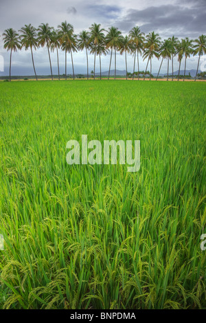Campo di riso con noci di cocco in background. Theni Tamil Nadu, nell India meridionale Foto Stock