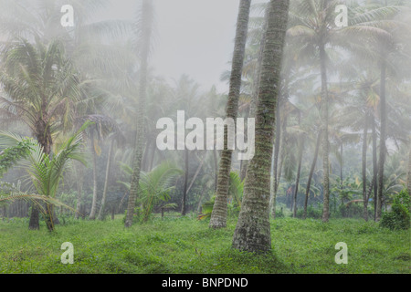 Alti alberi di noce di cocco è avvolta nella nebbia. Kochi, Kerala, India. Composito Digitale Foto Stock