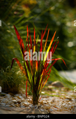 Imperta, cylindrica rubra'Barone Rosso' Foto Stock