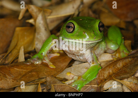 Un verde Treefrog (Litoria caerulea) grinning in figliata di foglia in Batchelor, Territorio del Nord, l'Australia. Foto Stock