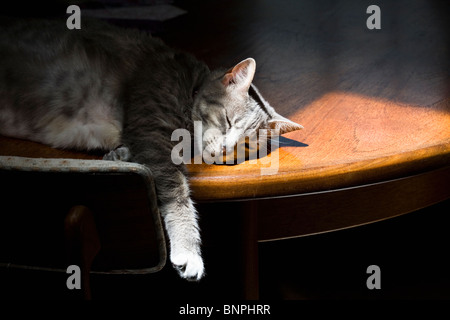 Un grigio tabby cat dormire su di un tavolo da pranzo con la luce del sole da un lucernario Foto Stock