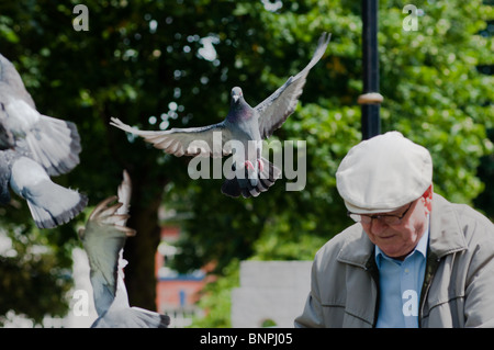 Uomo vecchio feed piccioni acrobatici in Redditch, Worcs. Regno Unito Foto Stock